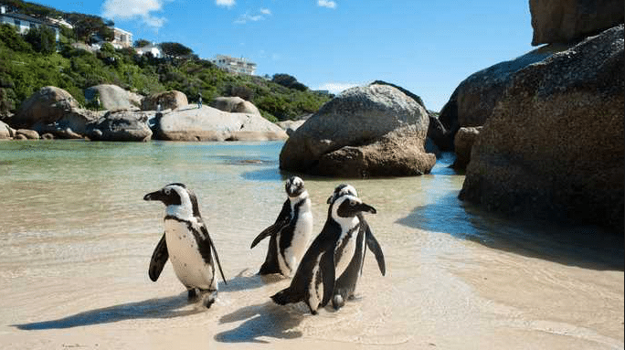 Praia Boulders Beach em Cape Town
