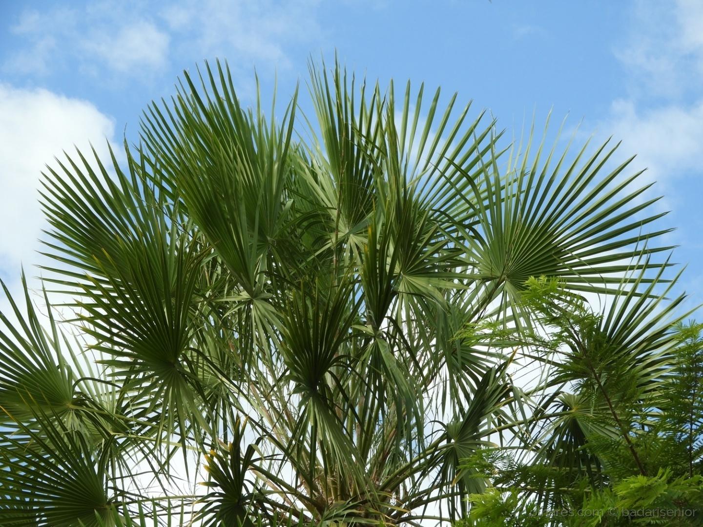 palmeira carandá brasileira pantanal