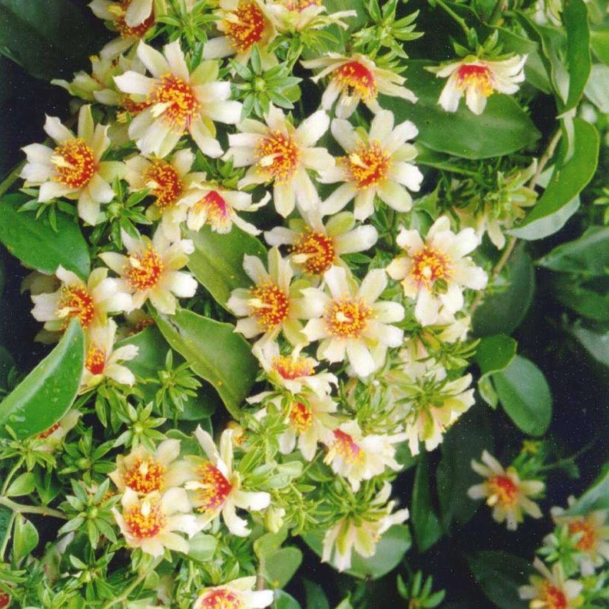 flores de ora-pro-nóbis