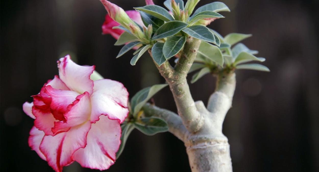 Rosa do deserto: aprenda como cuidar da planta para ter flores o ano todo