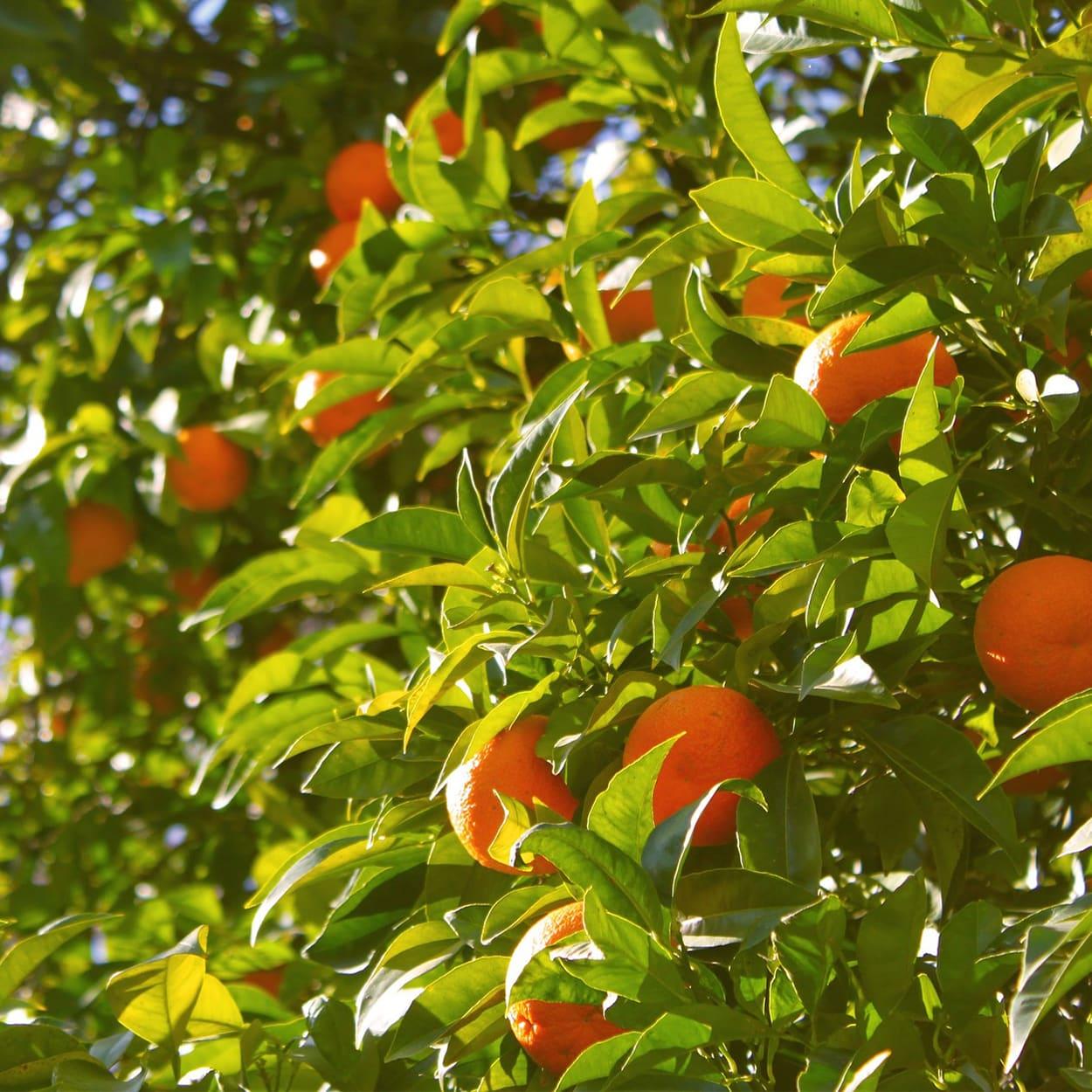 benefícios da folha de laranjeira