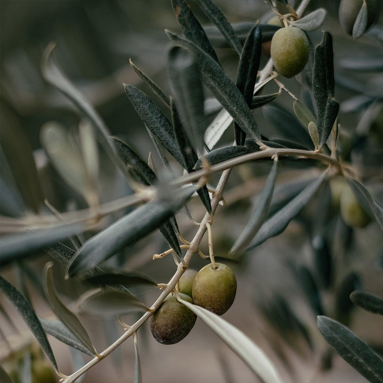 como tomar extrato de oliveira