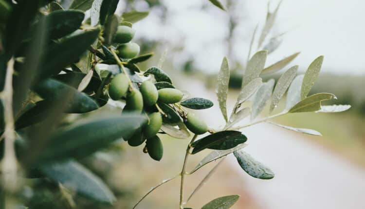 como tomar extrato de oliveira