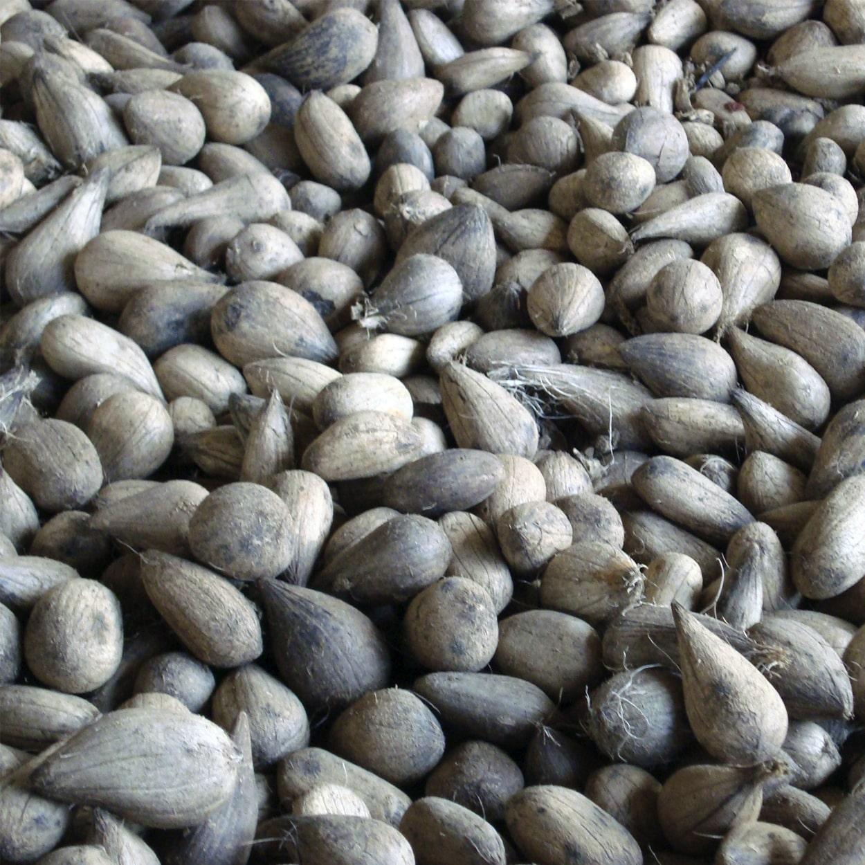 sementes de murumuzeiro