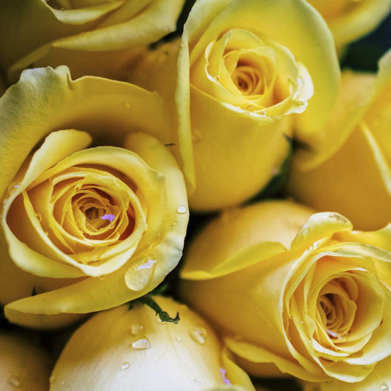 significado das rosas amarelas