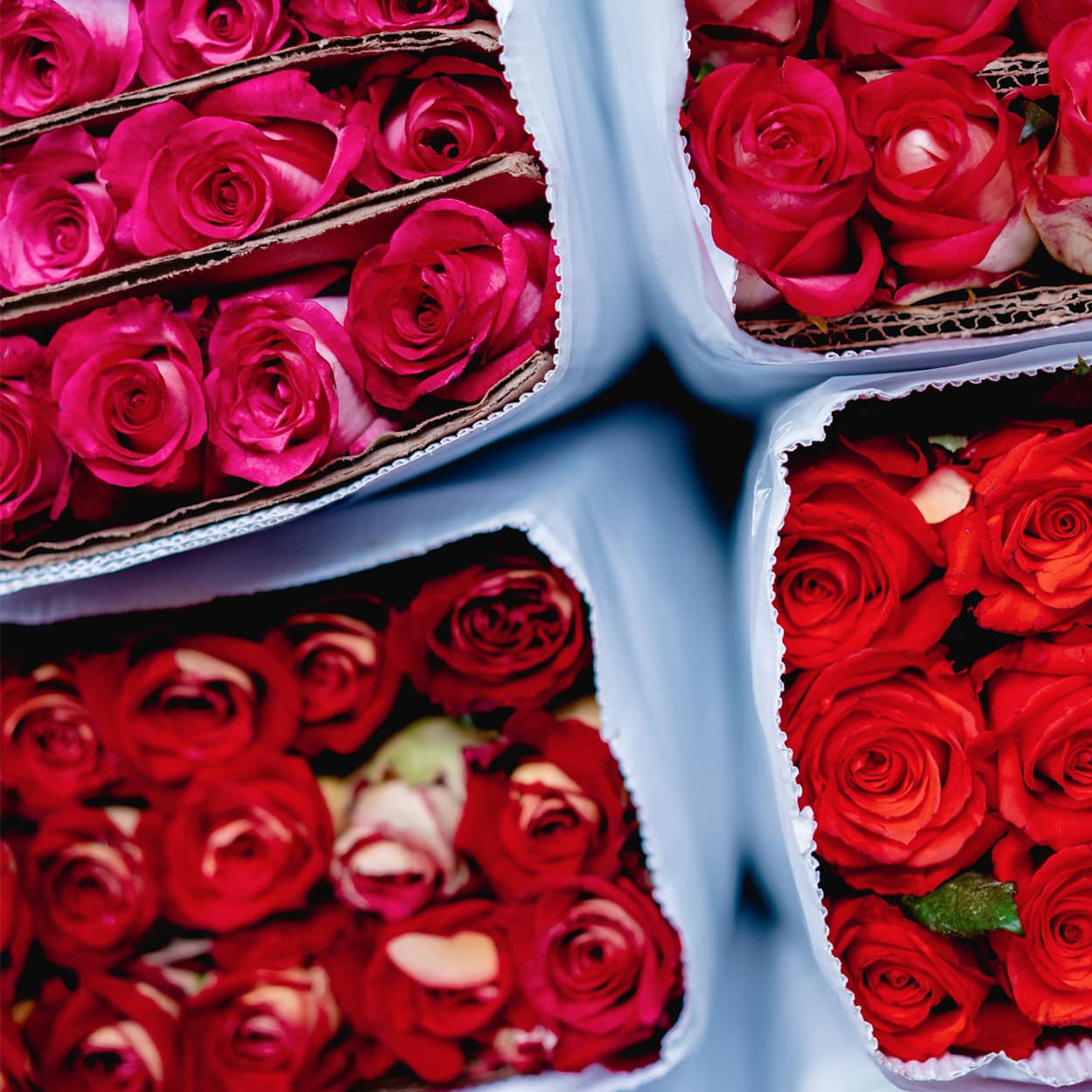 banho de rosas para atrair amor