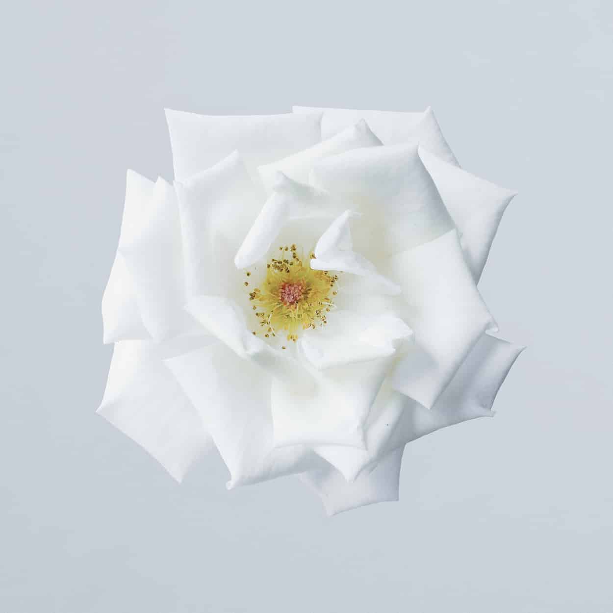 significado espiritual da rosa branca