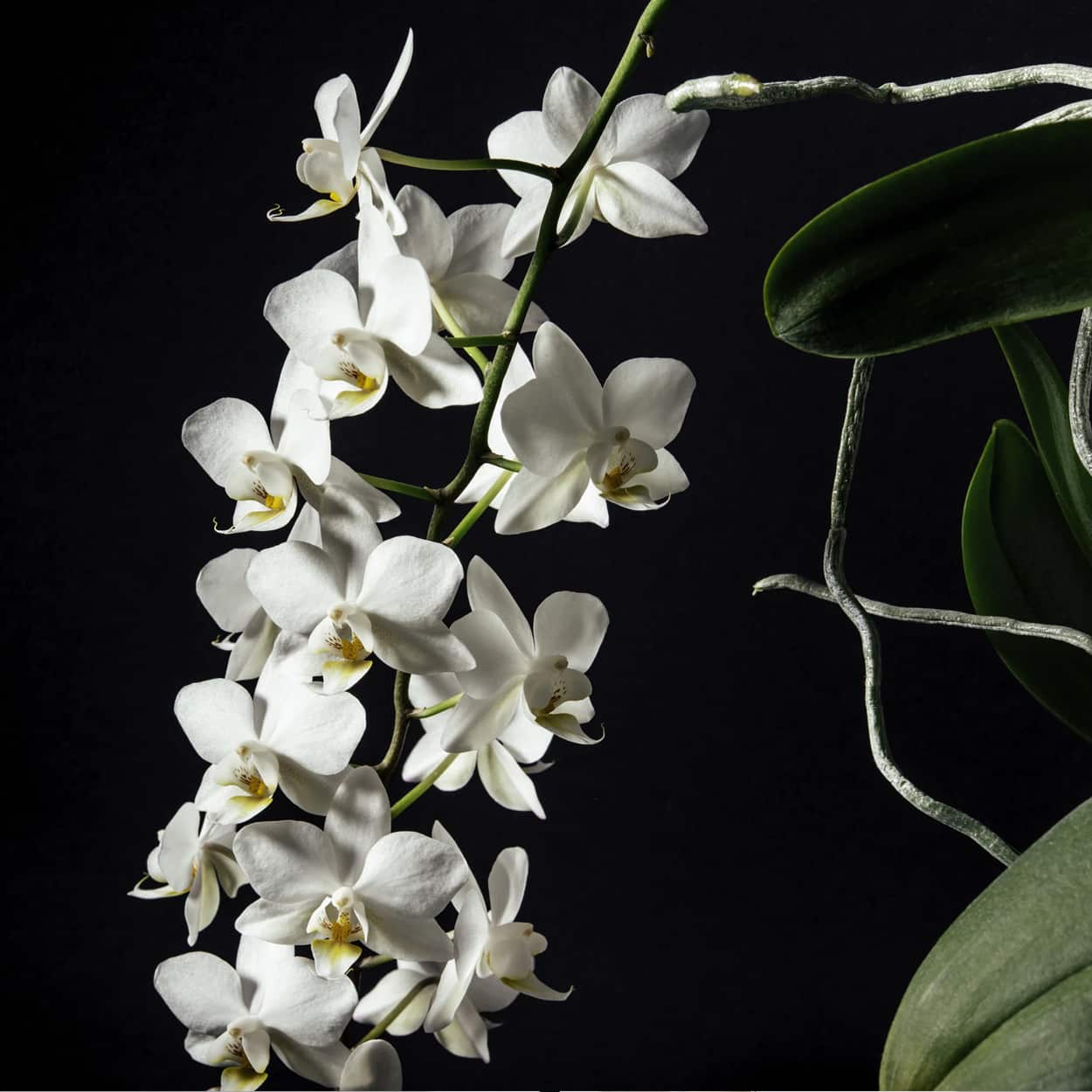 água oxigenada nas orquídeas