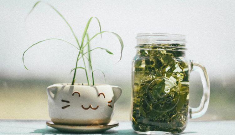 Chá verde para sintomas da menopausa