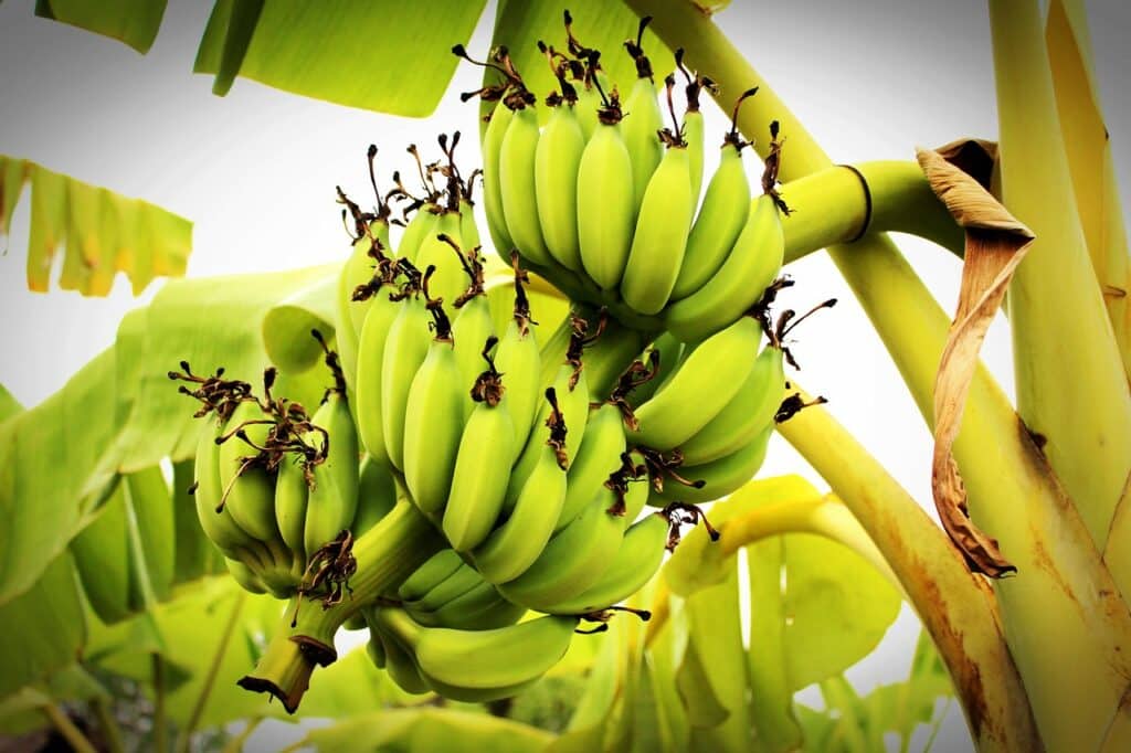 Banana - benefícios