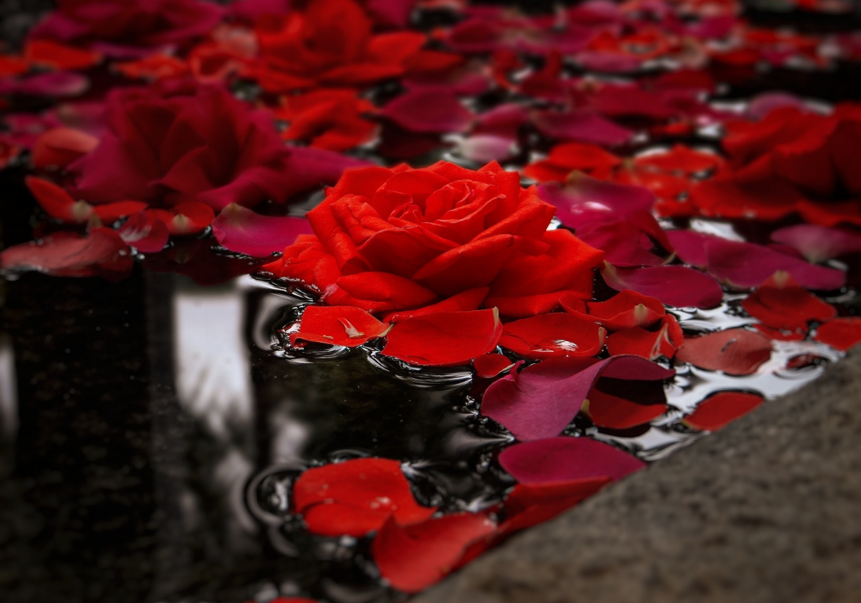 Rosas vermelhas são tiro e queda para atração do amor