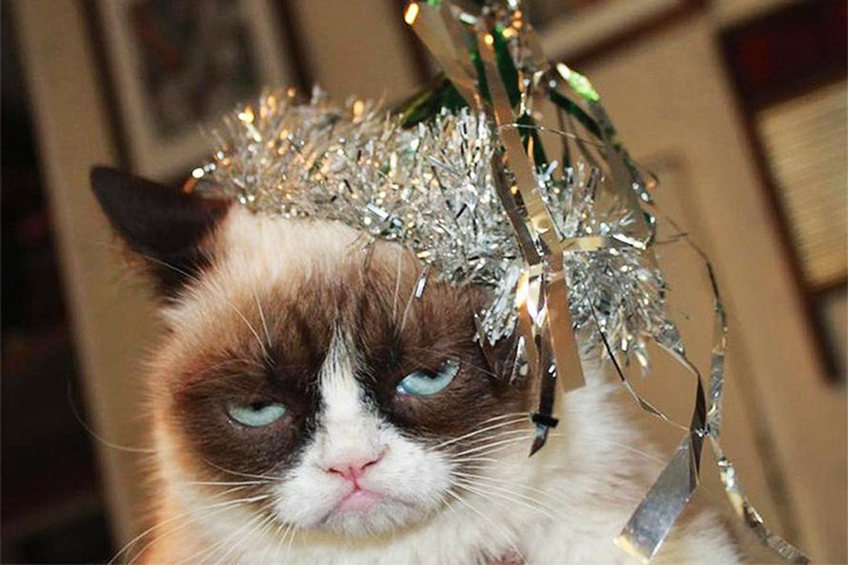 Pets do Instagram: Grumpy Cat
