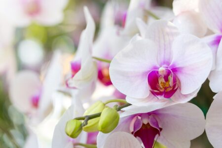 Orquídeas: saiba como cuidar para deixá-la sempre bonita