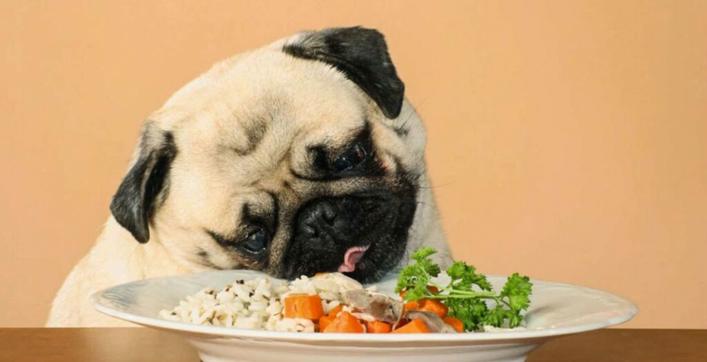 Mesmo refeições simples podem conter alimentos proibidos para cachorros