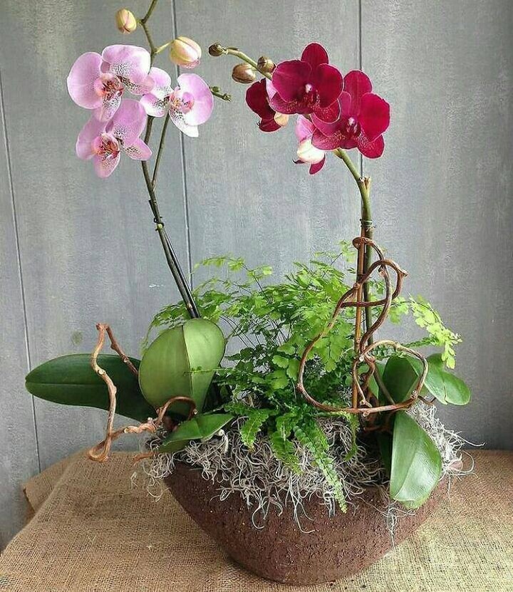 orquídeas dentro de casa 3