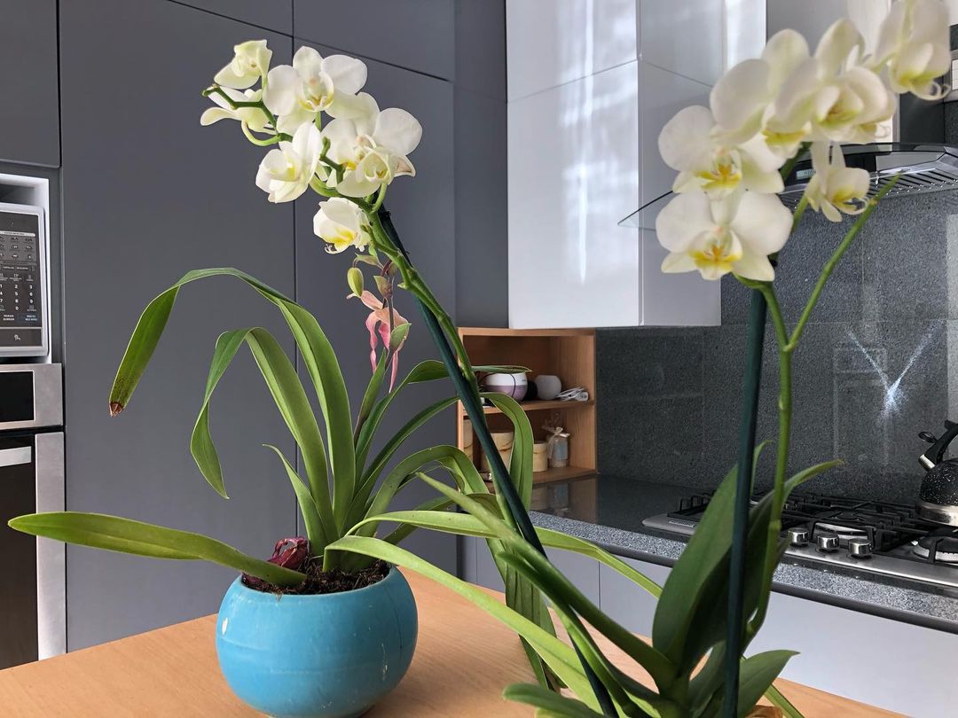 orquídeas dentro de casa 4