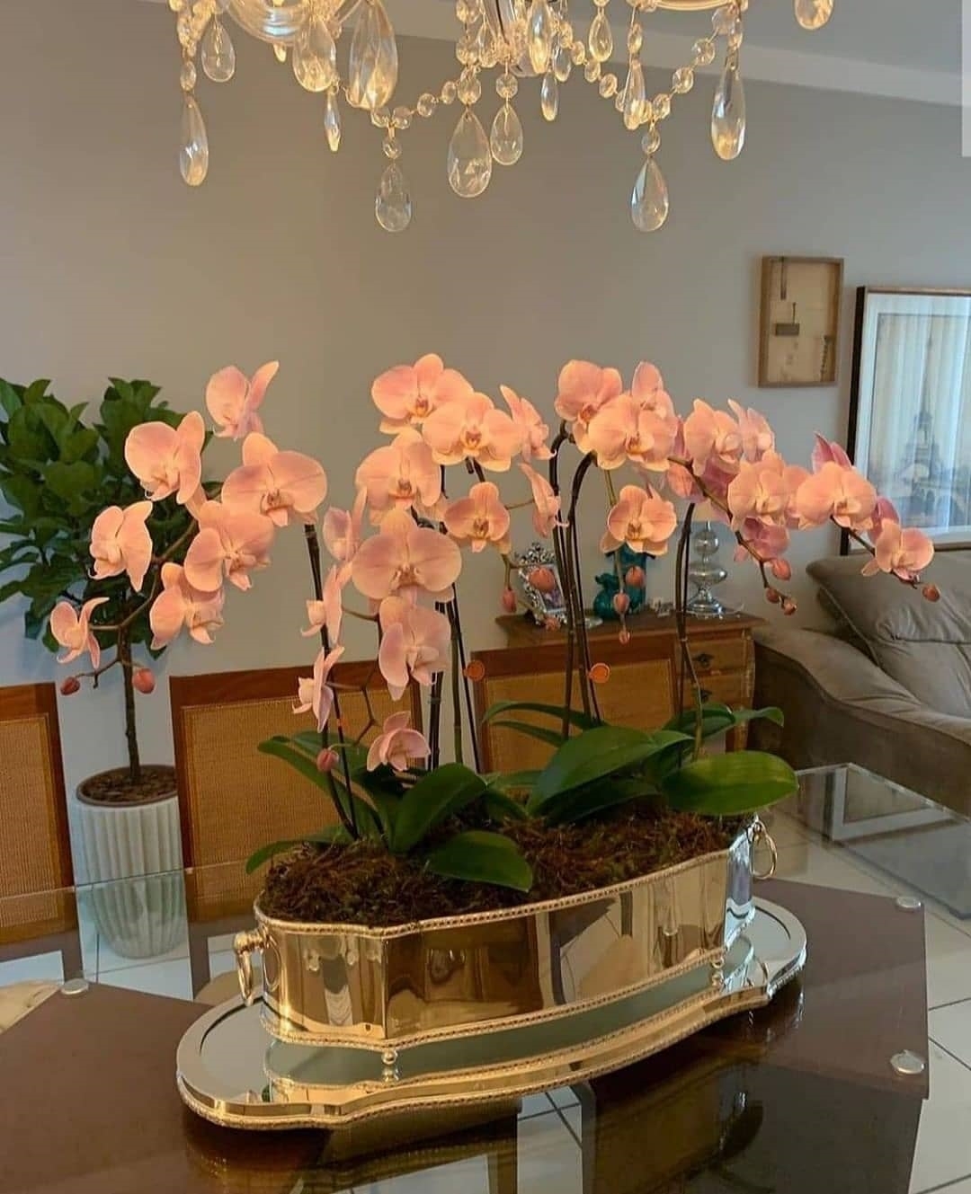 orquídeas dentro de casa 7