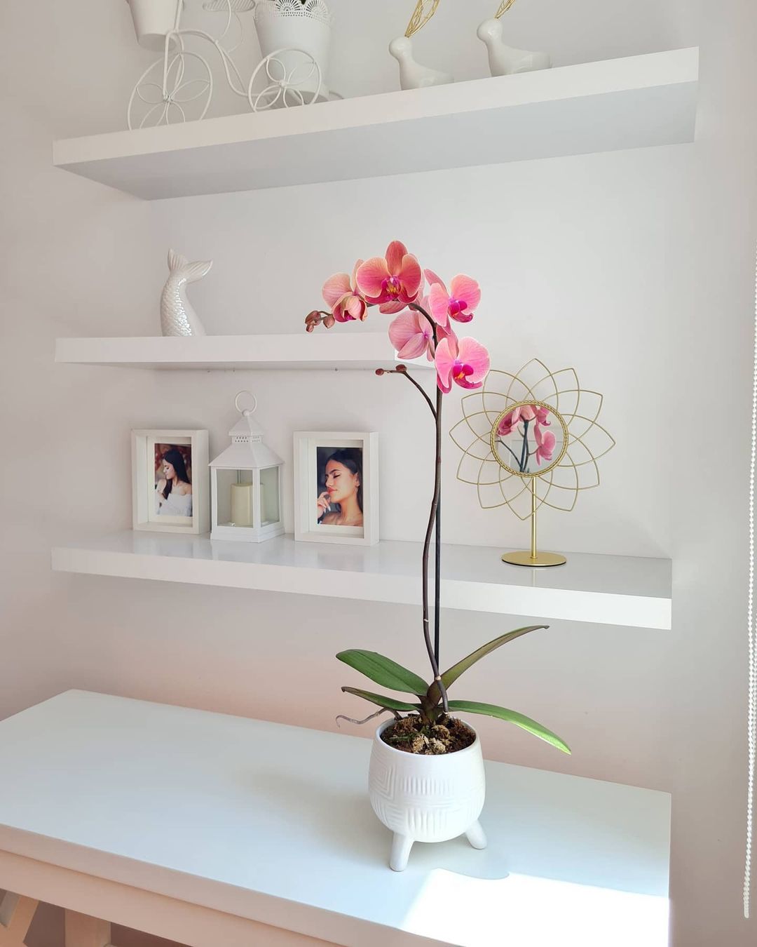 orquídeas dentro de casa 9