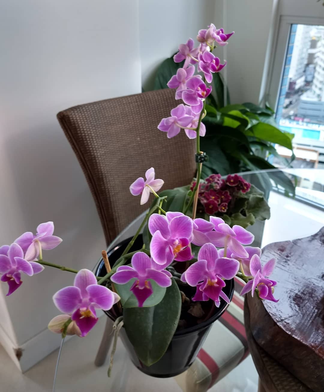 orquídeas dentro de casa