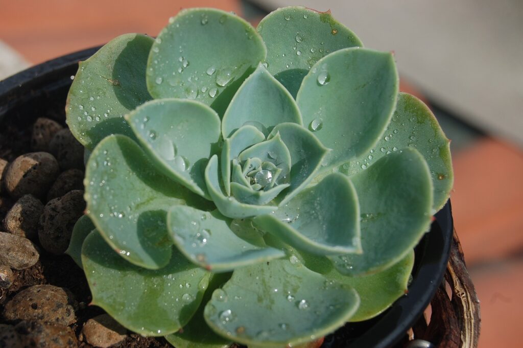 Suculenta echeveria