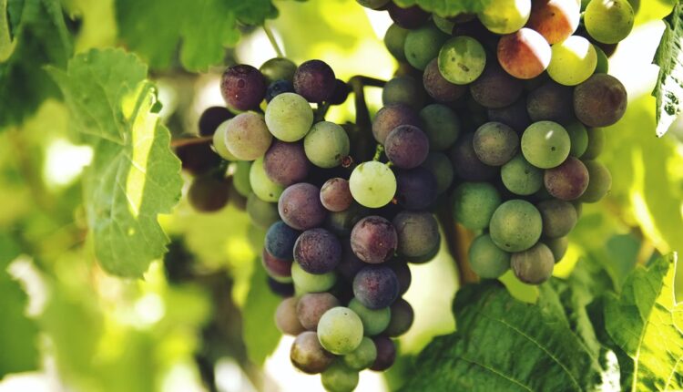 benefícios da uva